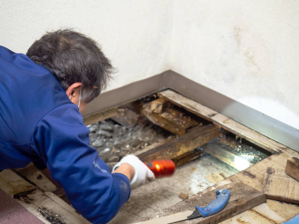 Best Certified Mold Removal  in Hampton, GA