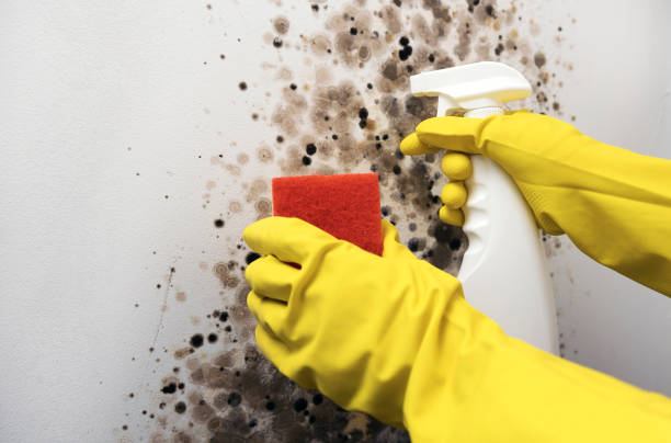 Best Mold Damage Repair  in Hampton, GA