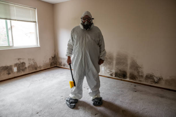 Best Emergency Mold Removal  in Hampton, GA